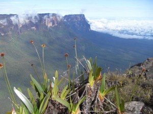 Tafelberg Roraima - endemische Pflanzen