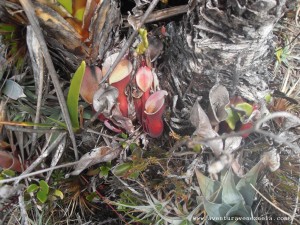 fleischfressende Pflanze Heliamphora Nutans auf dem Roraima
